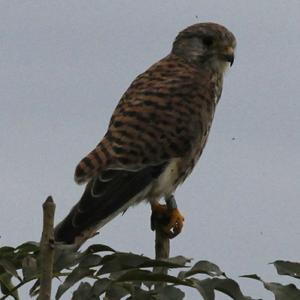 Common Kestrel