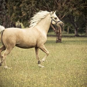 Unknown Breed