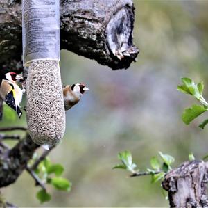 European Goldfinch