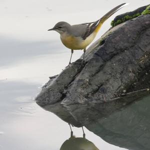 Grey Wagtail