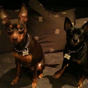 Miniature Pinscher