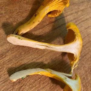 Chanterelle, Common