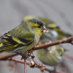 Eurasian Siskin