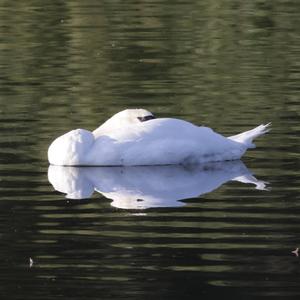 Mute Swan