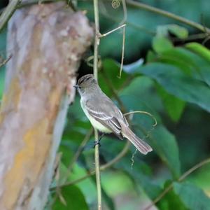 Large-billed Flycatcher