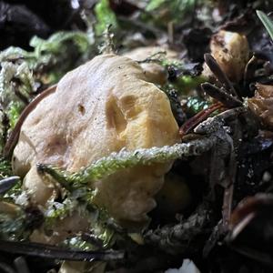 Chanterelle, Common