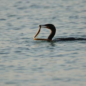 Double-crested Cormorant