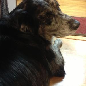 Unknown Breed