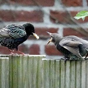 Common Starling