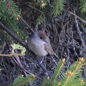 Blackcap