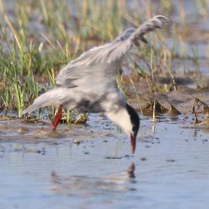 Common Tern