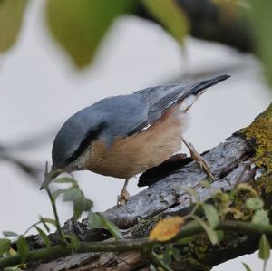 Wood Nuthatch