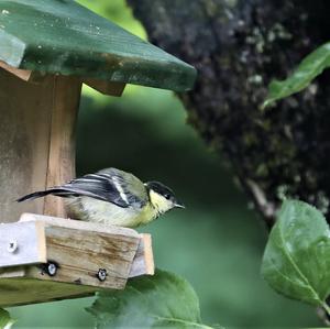 Great Tit