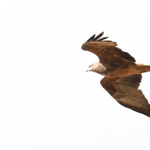 Montagu's Harrier