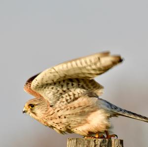 Common Kestrel