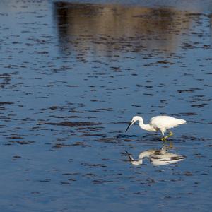 Great Egret