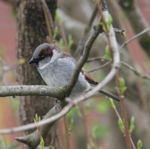 House Sparrow