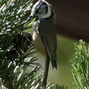 Crested Tit