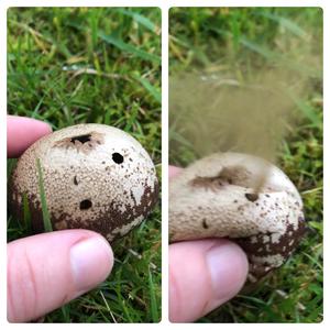 Brown Puffball