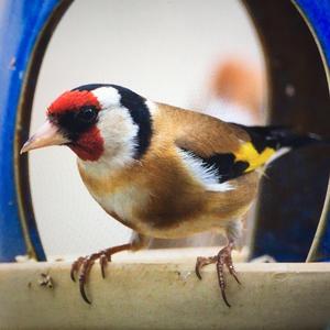 European Goldfinch