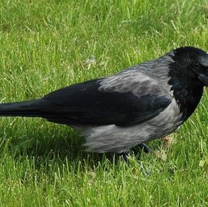 Hooded Crow