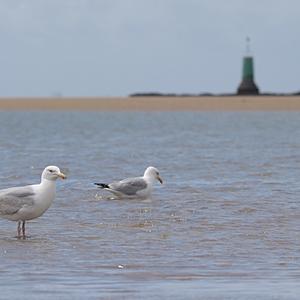 Herring Gull