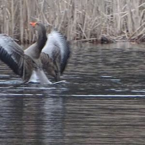 Greylag Goose