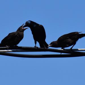 Common Grackle