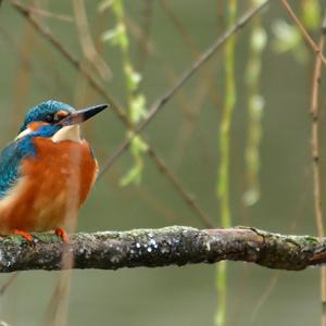 Common Kingfisher