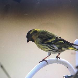 Eurasian Siskin