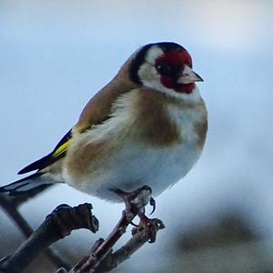 European Goldfinch