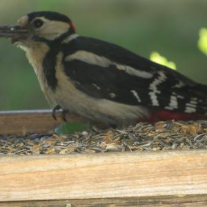 Great Spotted Woodpecker