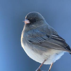 Dark-eyed Junco