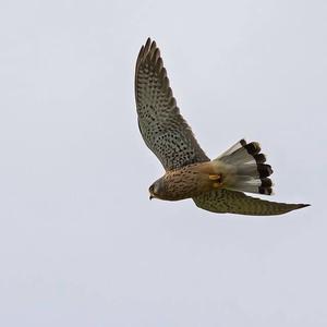 Common Kestrel