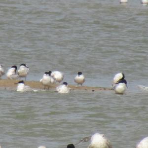 Sandwich Tern