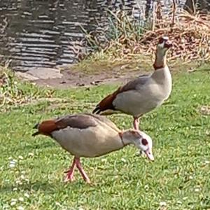 Egyptian Goose