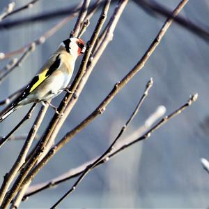 European Goldfinch