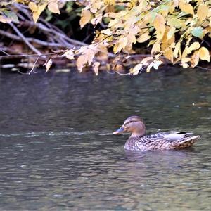 Mallard