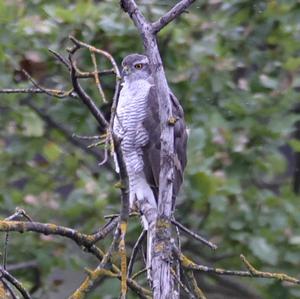 Northern Goshawk