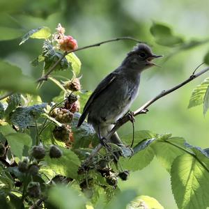 Blackcap