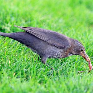 Eurasian Blackbird