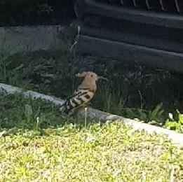 Eurasian Hoopoe