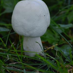 Horse Mushroom