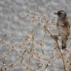 European Goldfinch