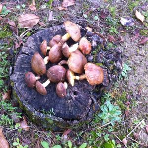 Jersey Cow Bolete