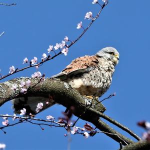 Common Kestrel