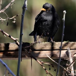 Eurasian Blackbird