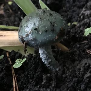 Blue-green Stropharia