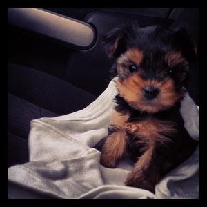 Yorkshire Terrier