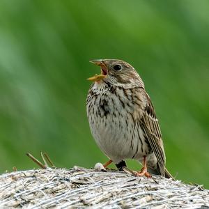 Corn Bunting